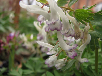 corydalis_solida-2014-03-25_024kk.jpg
