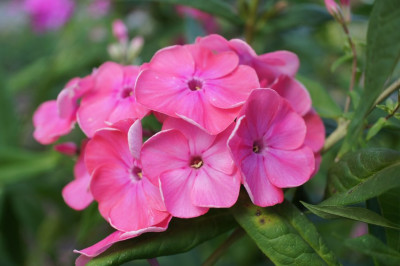 Phlox_p._Rijnstroom.jpg