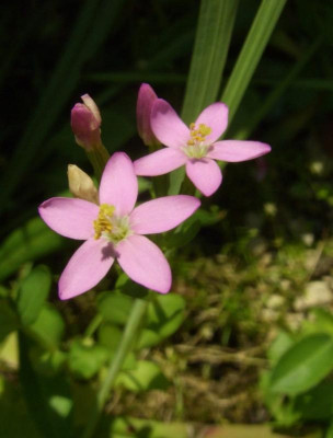 Centaurium_littorale.jpg