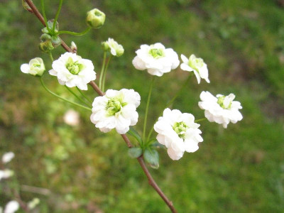 Spiraea_prunifolia_Plena_Kopie.jpg