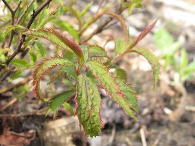 Spiraea_japonica_Crispa_Kopie.jpg