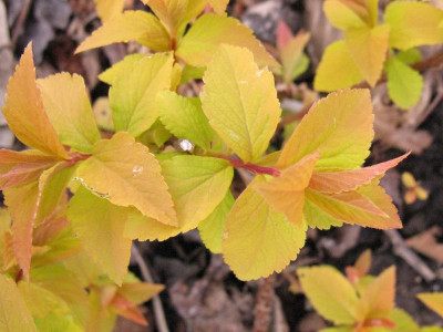 Spiraea_Samling_I_Kopie.jpg