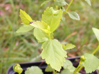 Spiraea_Samling_II_Kopie.jpg
