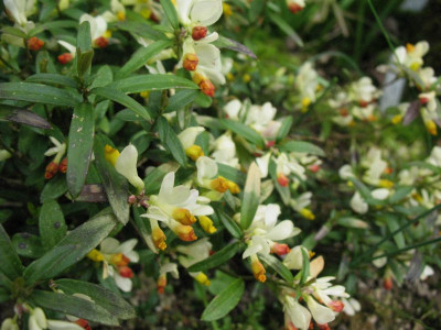 Polygala_kamniski__...__30.3.14_024.jpg
