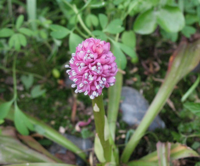 Helonias_bullata___...__30.3.14_012.jpg