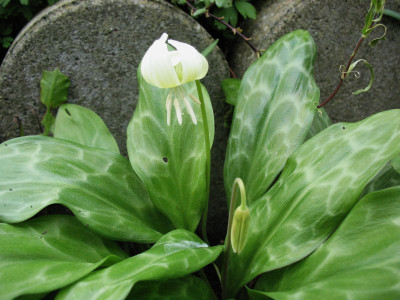 Erythronium_revolutum_White_Beauty__.._30.3.14_015.jpg