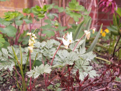 Dicentra_cucullaria_Kopie.jpg