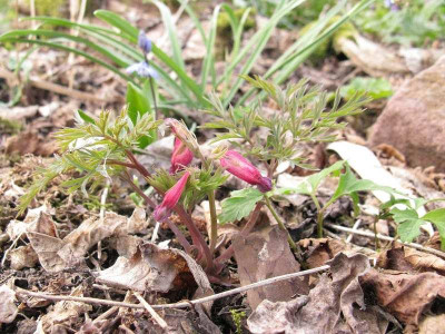 Dicentra_Adrian_Bloom_slg_Kopie.jpg