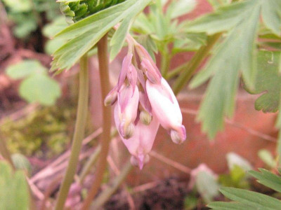 Dicentra_formosa_slg_Kopie.jpg
