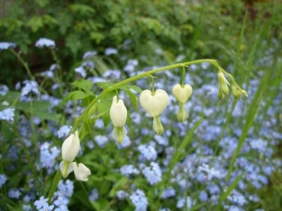 dicentra_mauerbeet.jpg