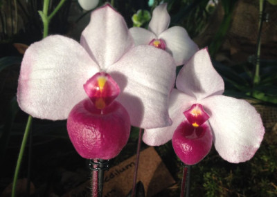 Paphiopedilum_delenatii_03-2014_900x900_80KB.jpg