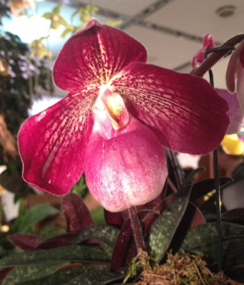 Paphiopedilum_Al_Hill_03-2014_900x900_80KB.jpg