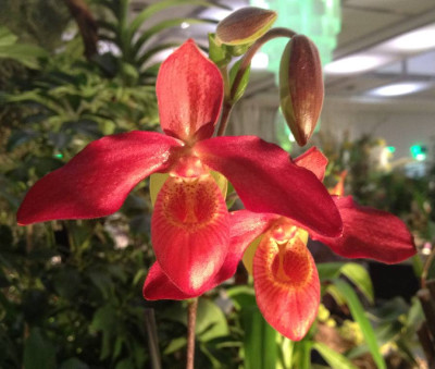 Phragmipedium_Andean_Fire_03-2014_900x900_80KB.jpg