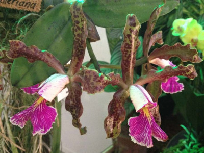 Cattleya_schilleriana_03-2014_900x900_80KB.jpg