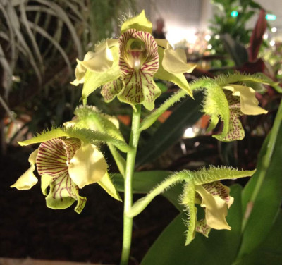 Dendrobium_macrophyllum_03-2014_900x900_80KB.jpg