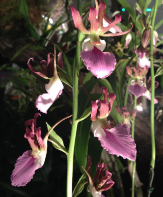 Eulophia_guineensis_03-2014_900x900_80KB.jpg
