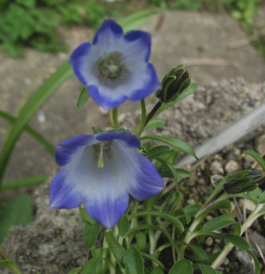 Campanula_tridentata__...__30.3.14_008.jpg
