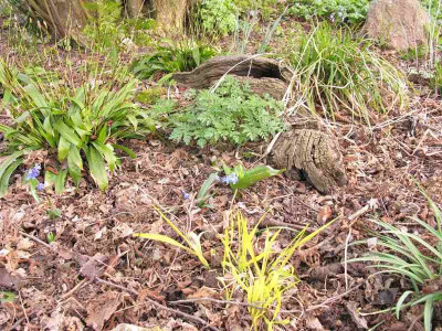 Graser_Waldgarten_Kopie.jpg