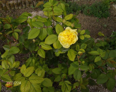 golden-celebration-310314.jpg