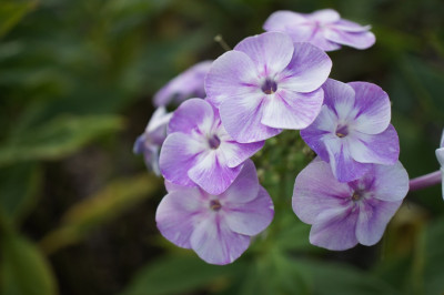Phlox_p._Wanadis.jpg