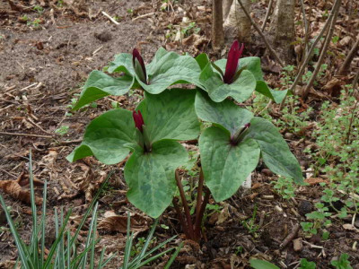 P1030377.JPG