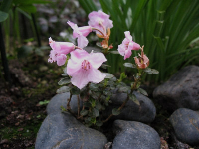 Rhododendron_pumilum__...___31.3.14_003.jpg
