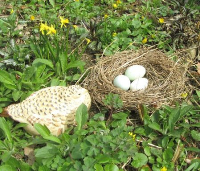 Rebhuhnnest-eier-f.jpg
