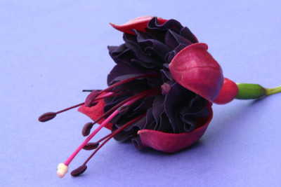 Fuchsie-Juli-1.jpg