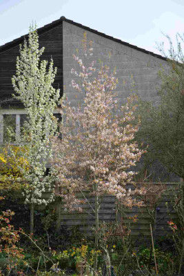 2014-04-01_Amelanchier_Robin_Hill_mit_Wildbirne.jpg