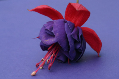Fuchsie-Juli-2.jpg