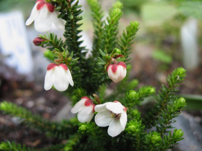 Harrimanella_stelleriana__..._1.4.14_014.jpg