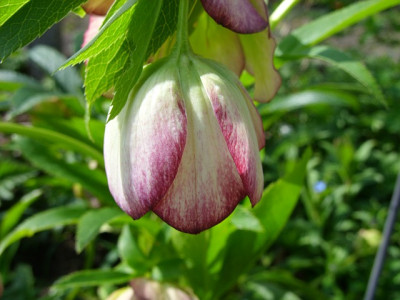 SS853747_einzelbluete_80.jpg