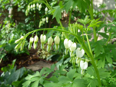 SS853767_dicentra_spectabilis_alba_80.jpg