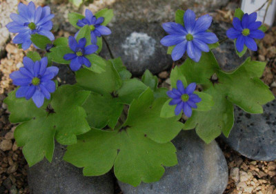 Millstream_Merlin_...__1.4.14_001.jpg