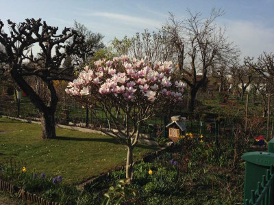 magnolienschaendung_20140402_zg.jpg