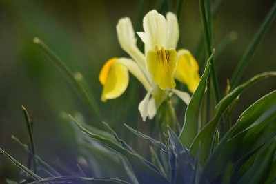 Iris_bucharica.jpg