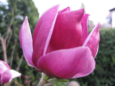 Genie_04_2014_4_Sonnenbrand_Nordansicht_der_Blute.jpg