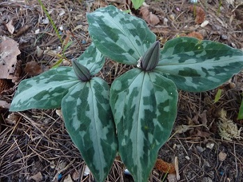 Trillium_underwoodii_2014.JPG