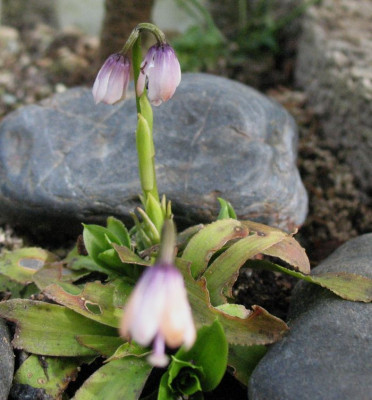 Heloniopsis_kawanoi__..._3.4.14_033.jpg