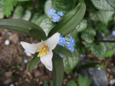 Trillium_pusillum_ssp._pulillum__...__3.4.14_026.jpg