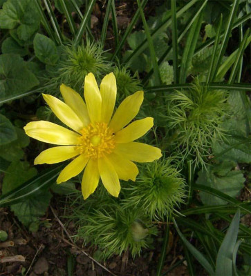 adonisroeschen-030414.jpg