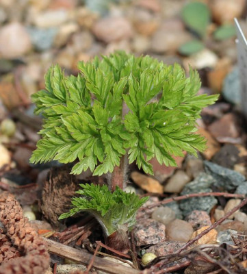 IMG_2645_ePulsatilla_aurea.JPG