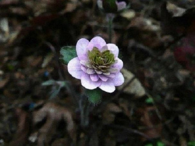 Hepatica_Louise_Koehler_2014.jpg