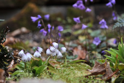 Heloniopsis_kawanoi_03.jpg