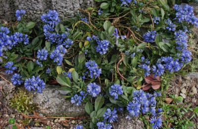 Polygala_calcarea_Lillet__...__3.4.14_004.jpg