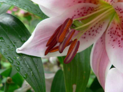 Lilienpollen.jpg