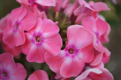 Phlox_p._Pastorale.jpg