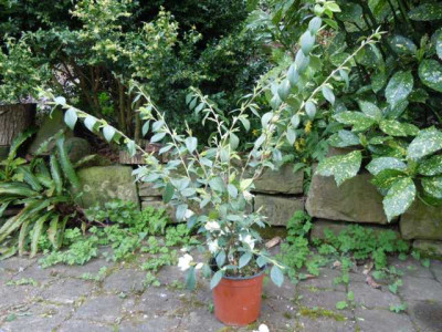Camellia_fraterna_005.JPG