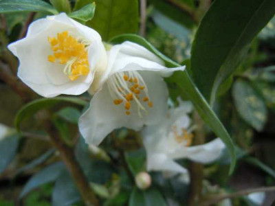 Camellia_fraterna_004.JPG