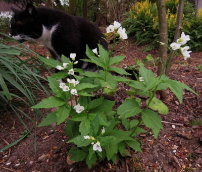 IMG_3125_Cardamine_waldsteinii.jpg